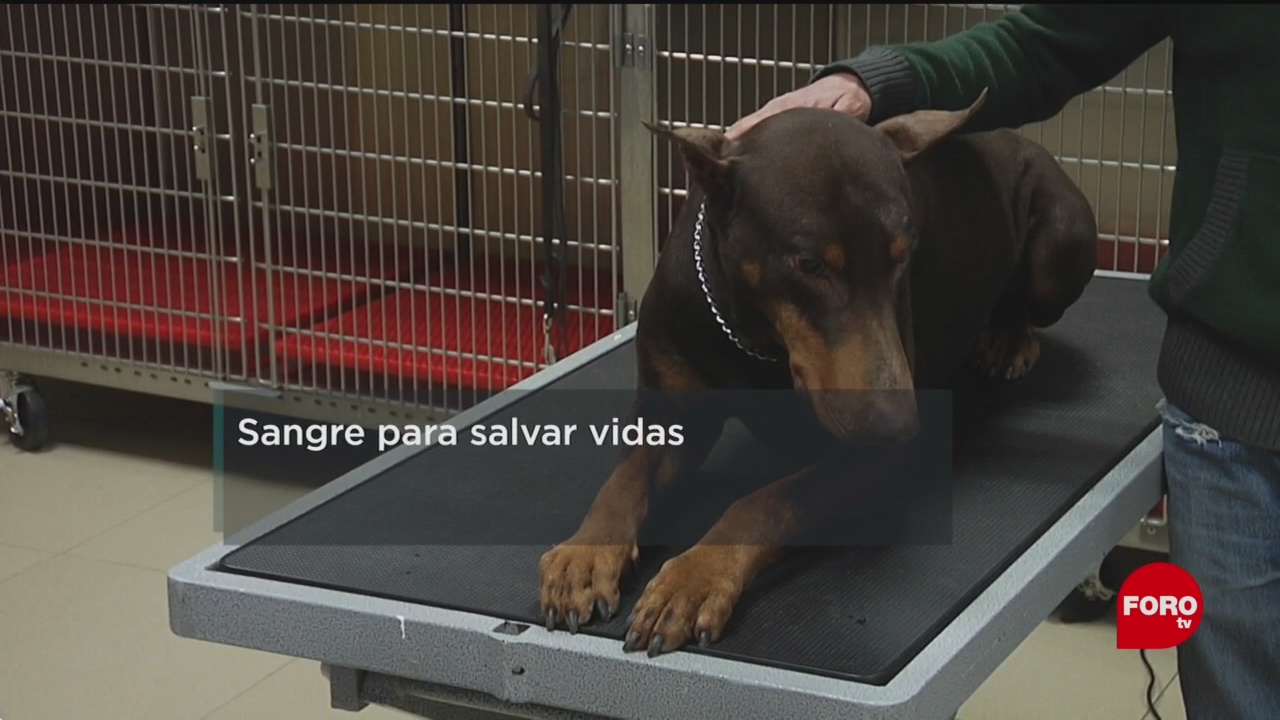 FOTO: Crean primer banco de sangre para perros en México, 10 febrero 2019