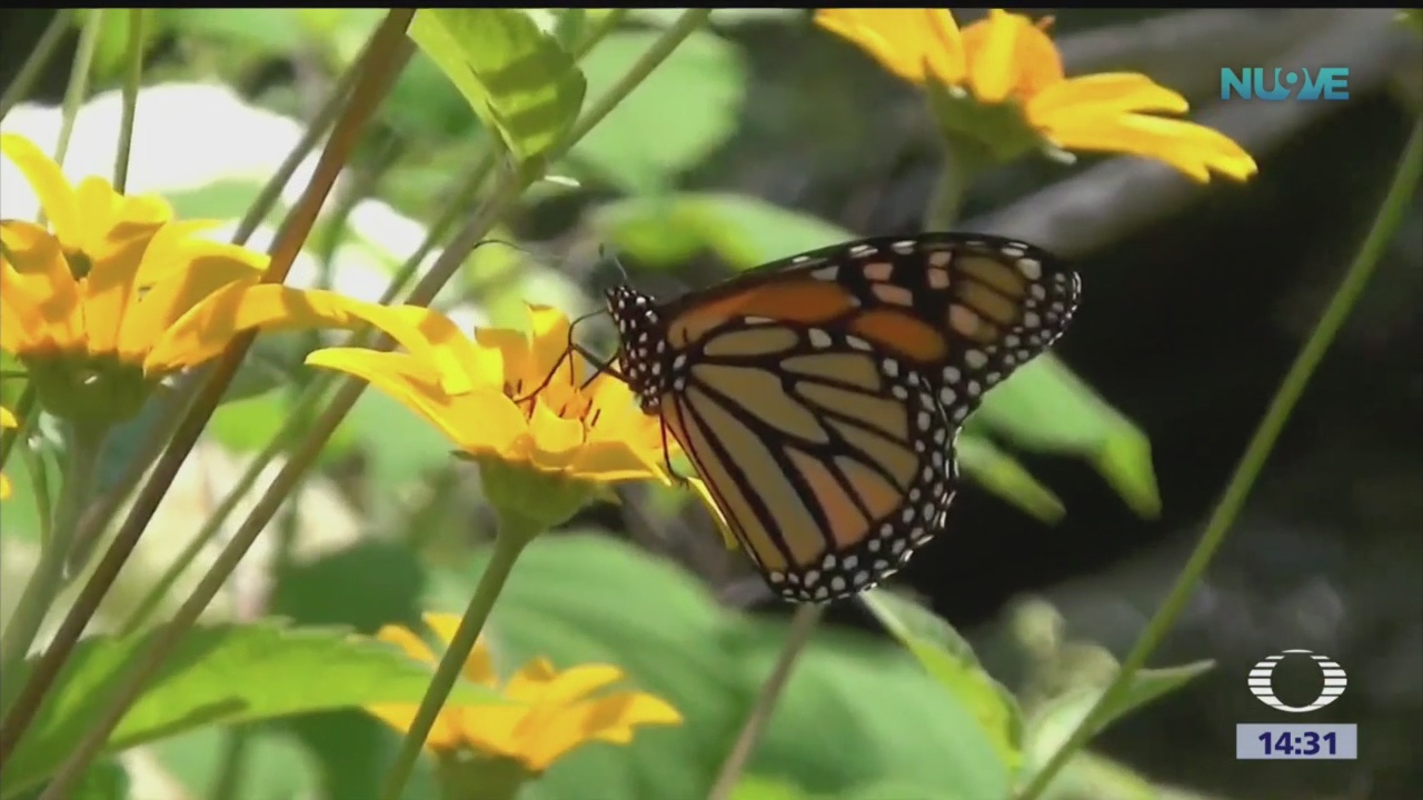 Foto: Cuál es el futuro de la mariposa monarca?