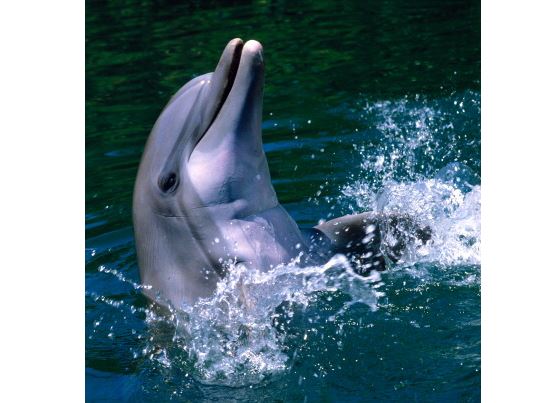 muerte de cuatro delfines centro de atracciones eeuu provoca protestas
