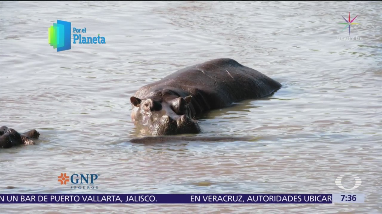 El hipopótamo, uno de los animales más grandes del planeta