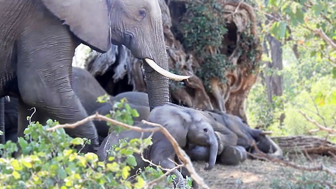 Video: El tierno momento en que mamá elefante despierta a su bebé