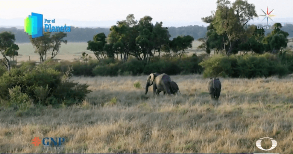 Foto: Elefantes en el Triángulo Mara, en Kenia, febrero de 2019
