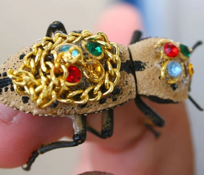 ¡No regales escarabajo maquech en San Valentín!; Yucatán busca protegerlos