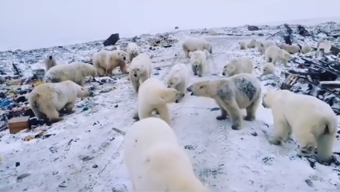 Foto: Un grupo de osos polares recorren las calles de Belushya Guba, Rusia, el 11 de febrero de 2019