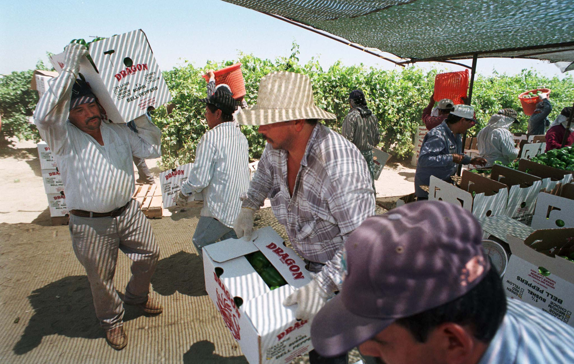 inmigrantes-estados-unidos-campo-agricultura-foto-13-mayo-1999