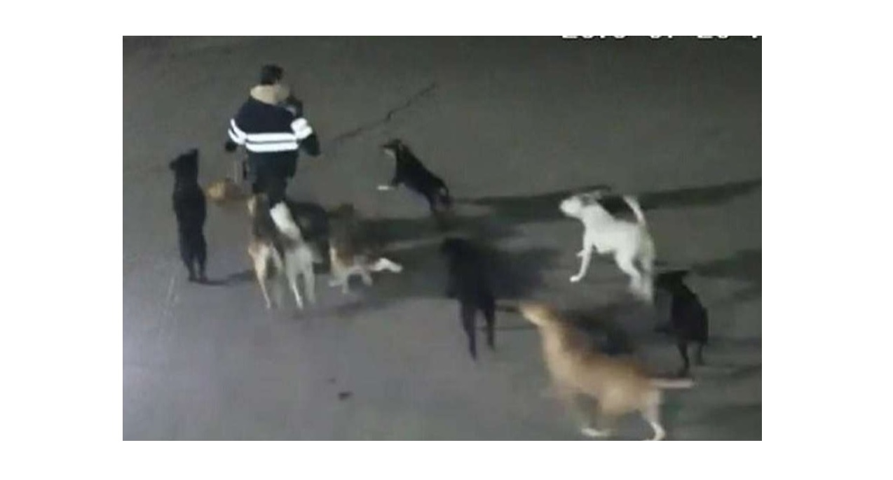 Foto: Difunde video de jauría de perros que ataca a una mujer en Tecámac, Estado de México, febrero 2 de 2019 (FOROtv)