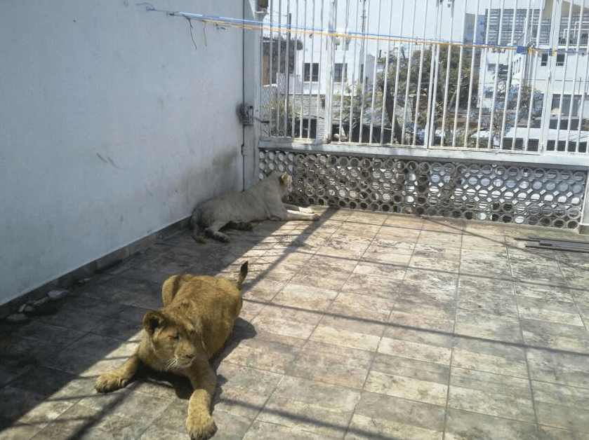 Aseguran leones de una azotea y los trasladan a santuario