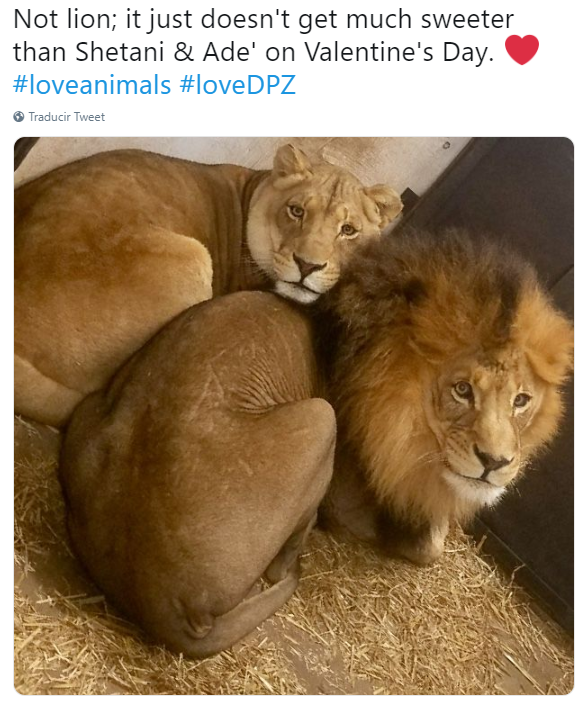 FOTO Dickerson Park Zoo presume a una pareja de leones por San Valentín /Twitter 14 febrero 2019