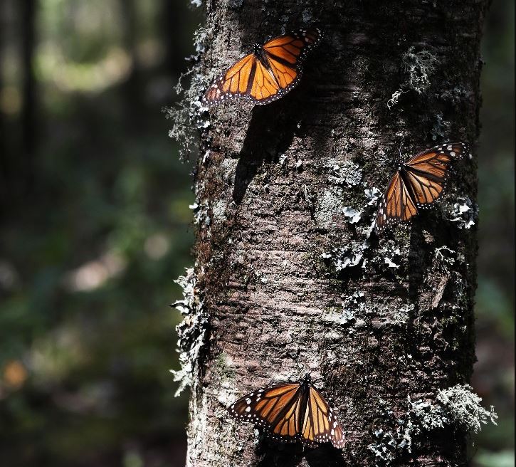 Foto: Mariposas monarca se aglomeran en racimos en el santuario de Amanalco de Becerra, en las montañas cerca del extinto volcán Nevado de Toluca, en México, el 14 de febrero de 2019