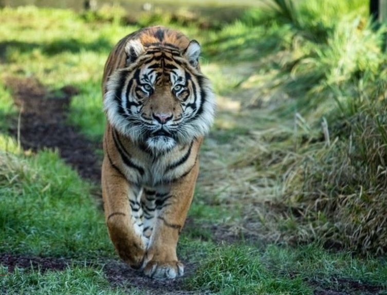 Tigresa ‘Melati’ es asesinada brutalmente por su compañero en zoológico de Londres