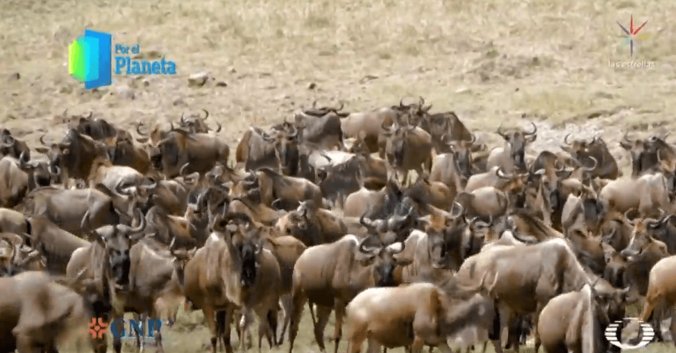 Migración de ñus en Kenia, África, 26 de febrero de 2019
