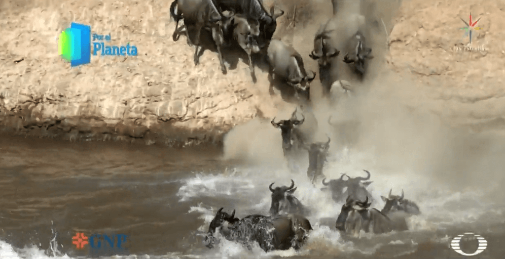 Masái Mara, la gran migración en África