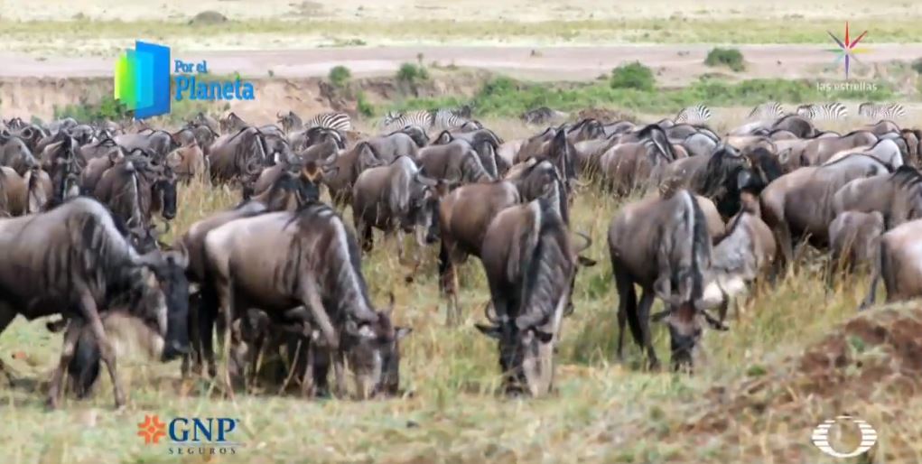 En busca de la supervivencia manadas llegan al Masái Mara, en Kenia