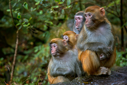 Foto: Promueven conservación de monos en peligro de extinción, 15 de febrero 2019. Getty Images
