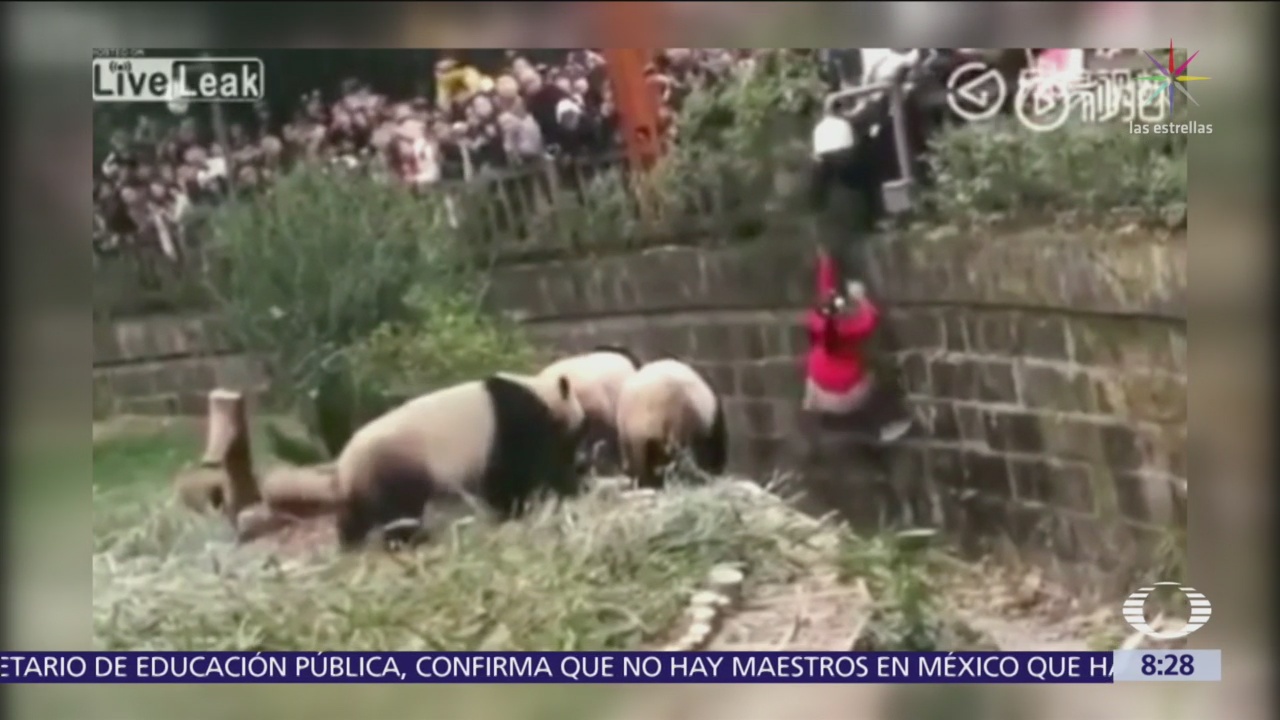 Niña cae a hábitat de los pandas en zoológico chino