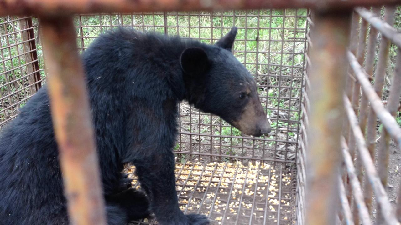 Rescatan y liberan a oso negro en el municipio de Doctor González, NL