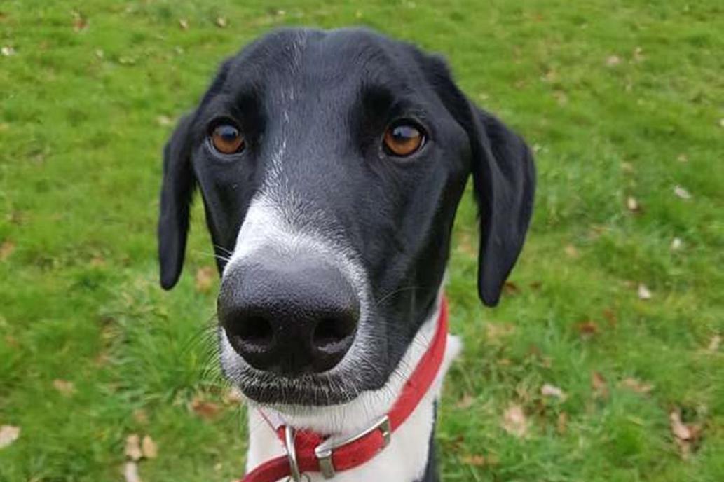 ¿Por qué nadie adopta a 'Hector', el perro más solitario de Gran Bretaña?