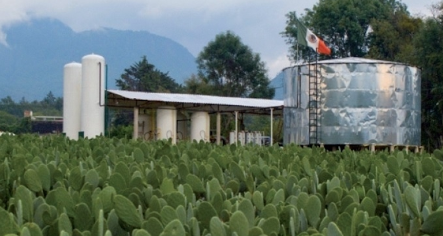 Foto México inaugura su primera planta que genera electricidad y biogas con nopal 28 febrero 2019