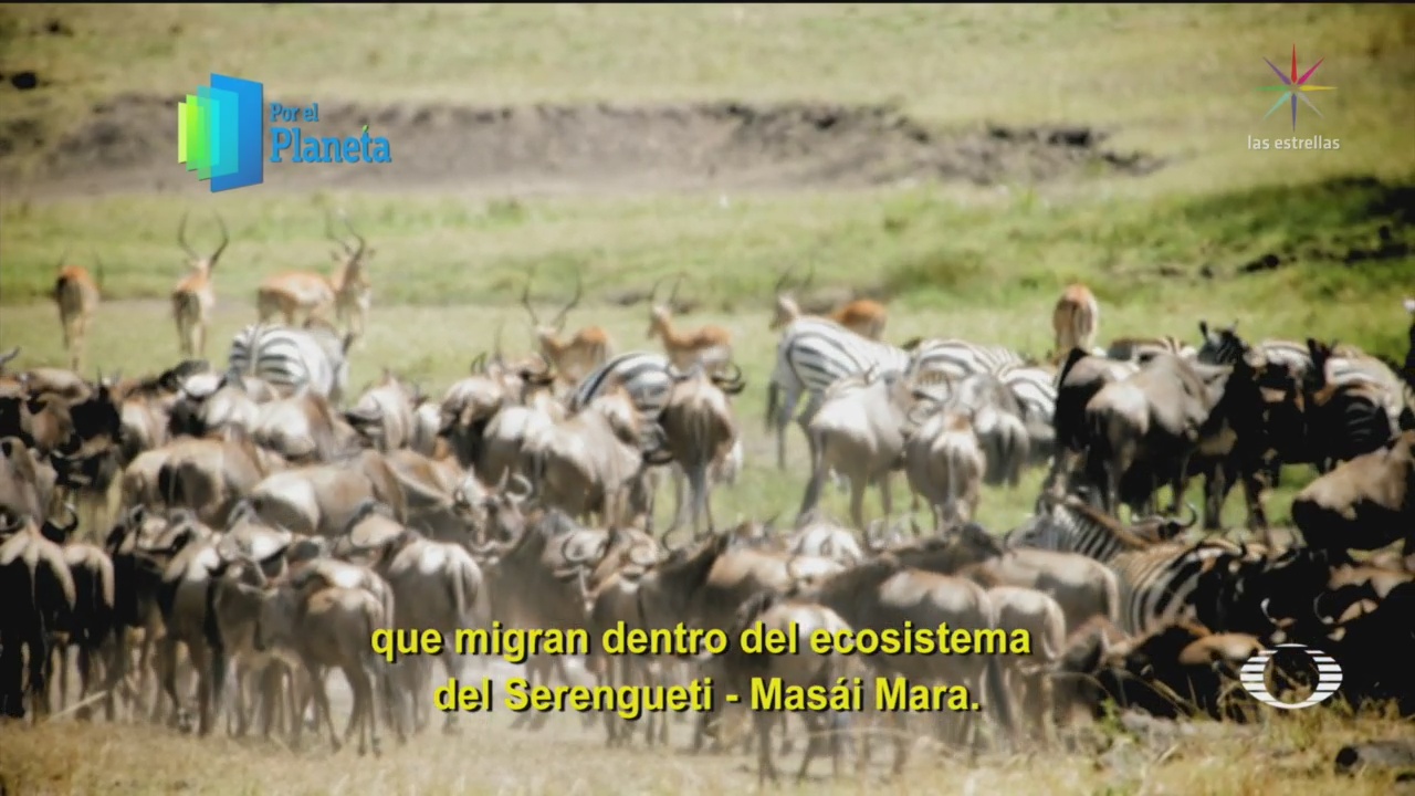 Foto: Por El Planeta Migración Ñus Cebras Gacelas Tanzania Kenia 27 Febrero