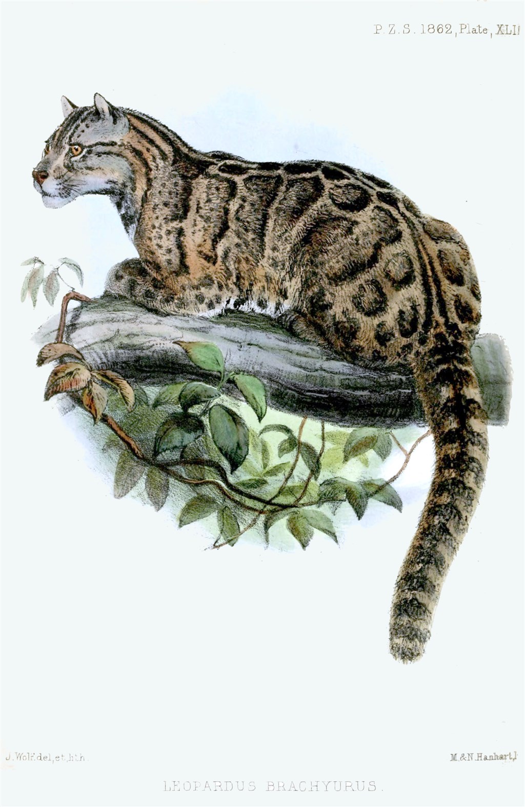 Un dibujo del leopardo nublado de Taiwan (Proceedings of the Zoological Society of London 1862)