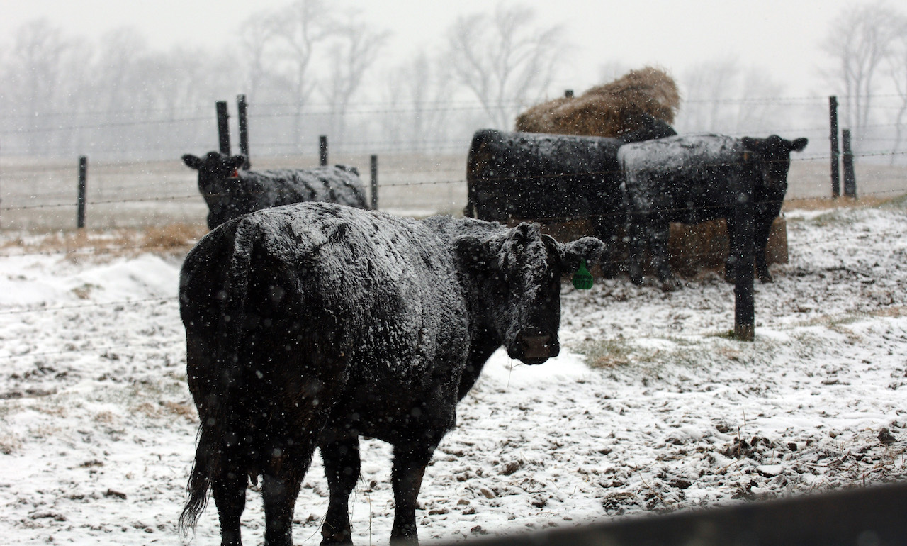 vacas-muertas-tormenta-invernal-Washington-granjeros