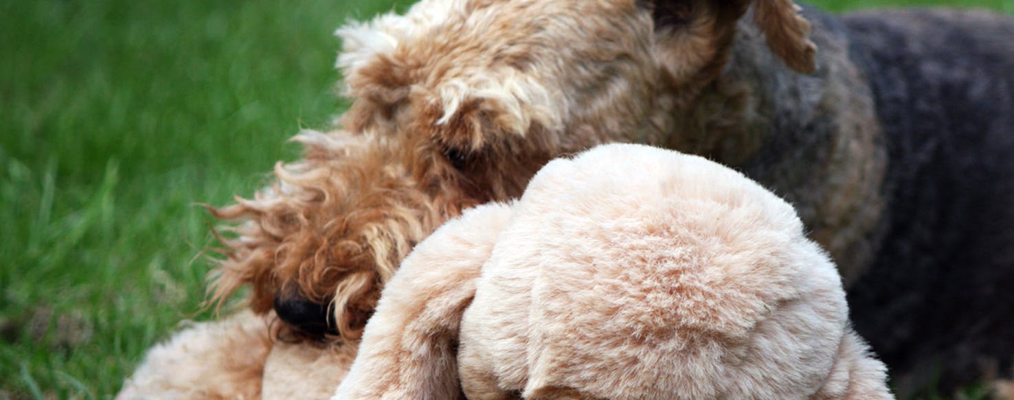 Video: Perro roba oso de peluche de San Valentín