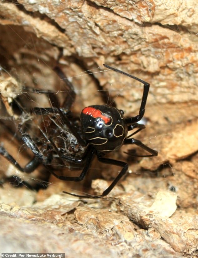foto viuda negra araña sudafrica