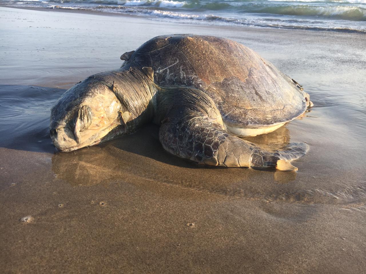 Investigan muerte de tortugas en playas de Guerrero