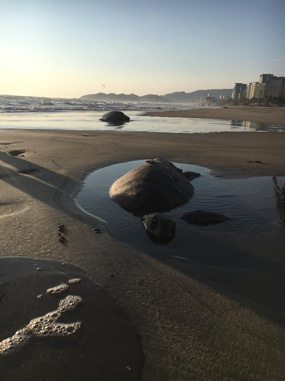 investigan muerte de tortugas en playas de guerrero