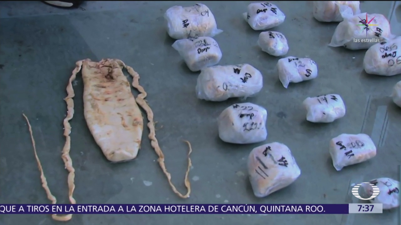 Acciones legales impactan tráfico de totoaba en México y China