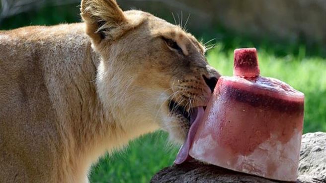 Con paletas heladas, animalitos del zoológico de Mérida mitigan el calor