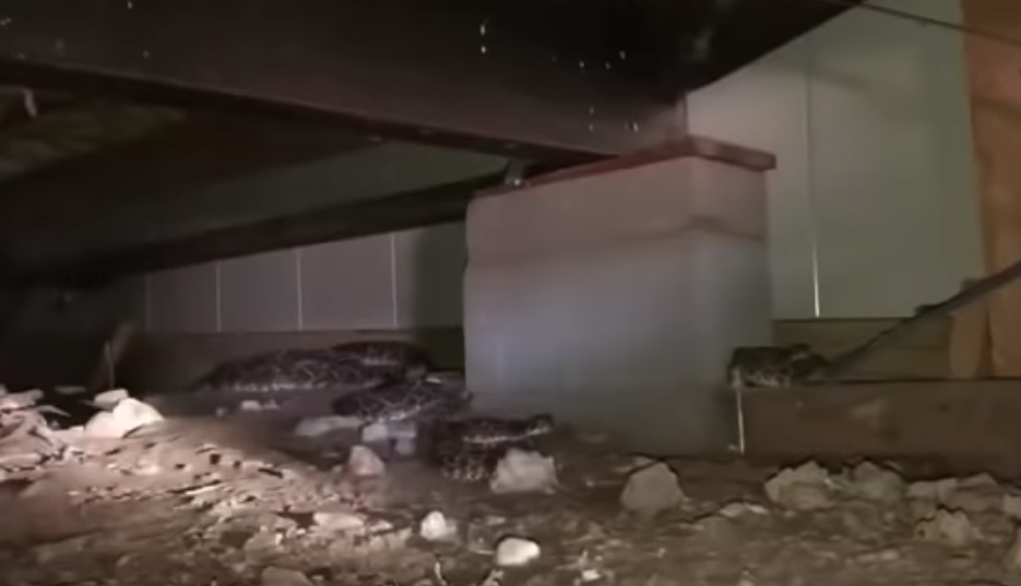 Video: Mientras arreglaba el cable descubrió 45 serpientes de cascabel en su casa