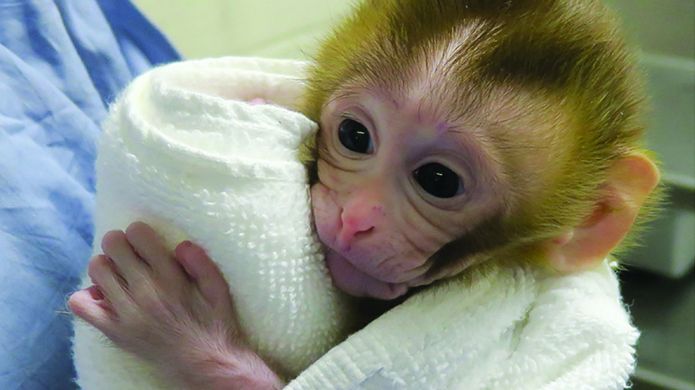 Un bebé mono, la clave para preservar la fertilidad de niños con cáncer