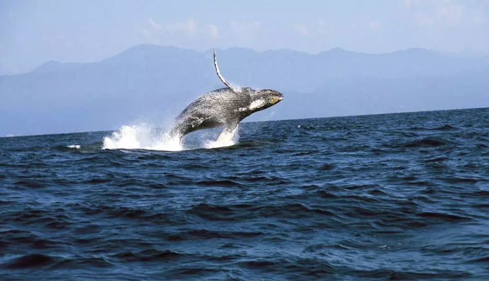 Foto: Cada año, del 15 de diciembre al 15 de abril, las ballenas grises recorren más de 12 mil kilómetros desde las frías aguas de Alaska, el 30 de marzo de 2019 (Notimex, archivo)