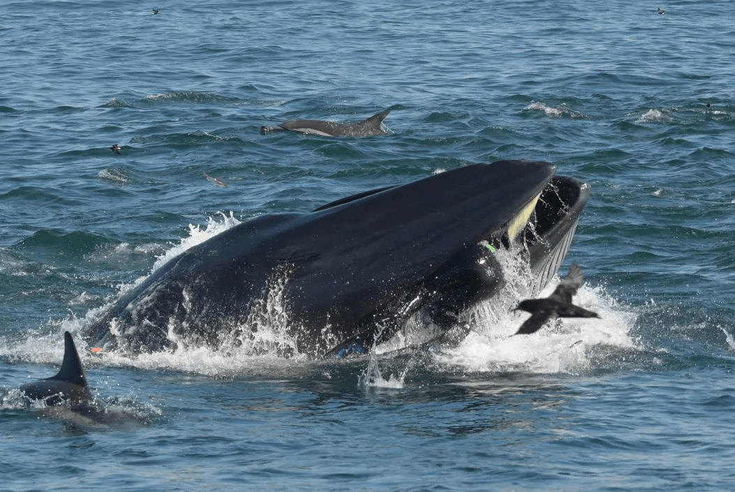 Foto: El buzo Rainer Schimpf en la boca de una ballena en Sudáfrica, marzo 2019