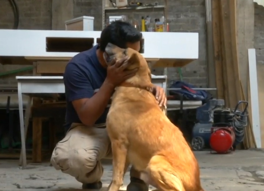 Rehabilitan a 'Capitán', el perro que aventaron de un edificio en CDMX