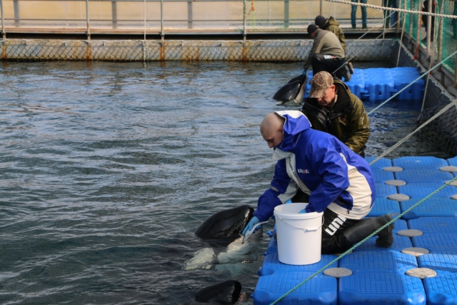Cárcel de ballenas en Rusia podría cerrar pronto