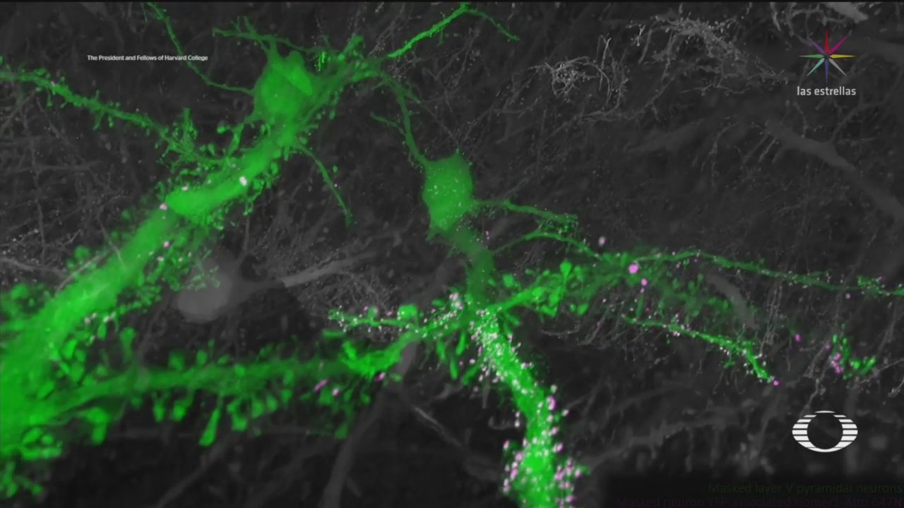 Foto: Científicos Neuronas Moscas 26 de Marzo 2019