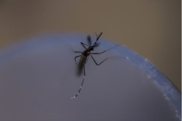 Investigadores descubren freno interno en el virus del dengue
