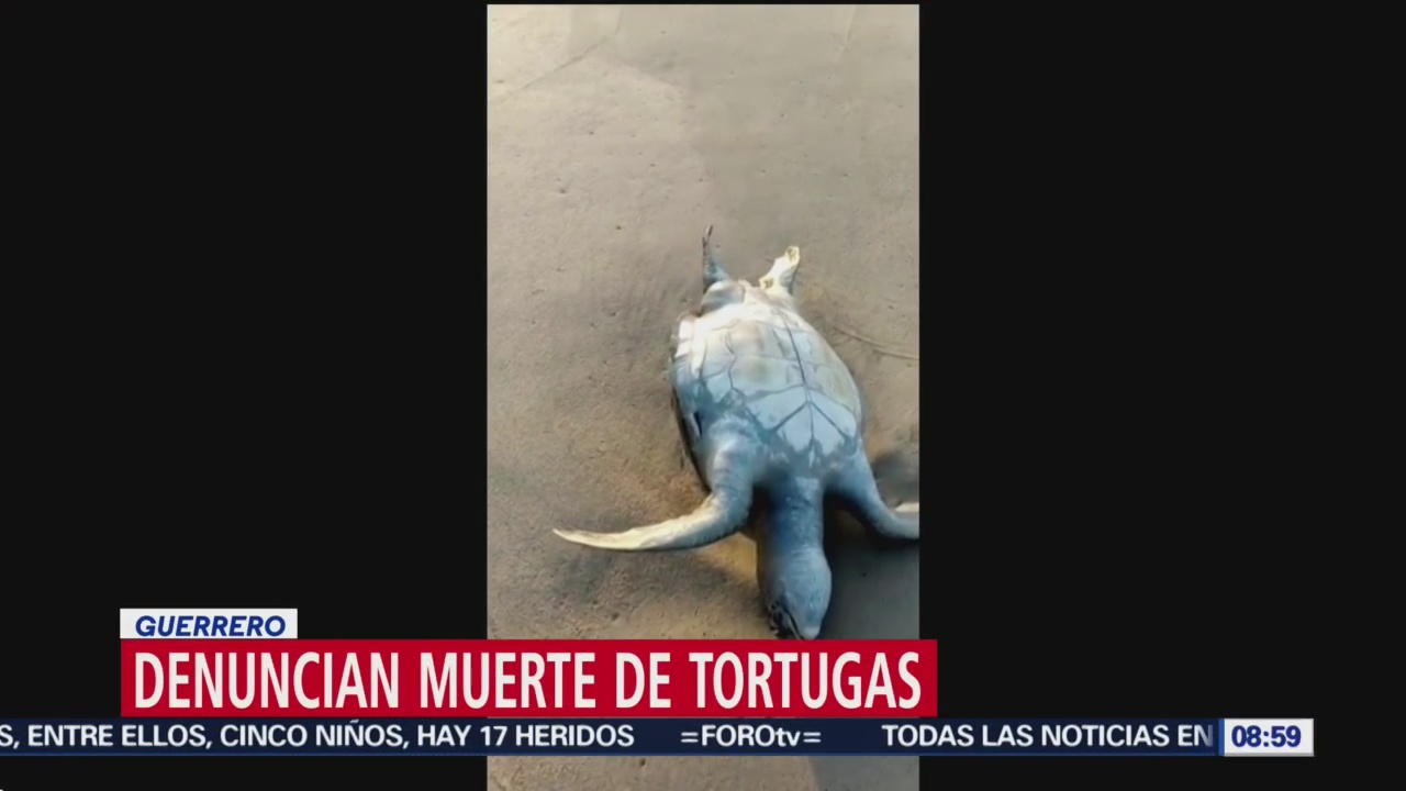 Denuncian muerte de tortugas en Guerrero