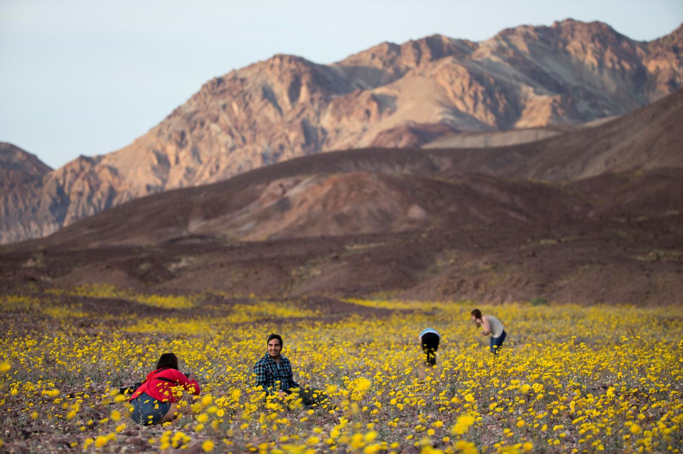 En marzo de 2016, un fenómeno similar al actual causó rocíos en el Death Valley que provocaron el crecimiento de un manto de flores amarillas (AP Images)