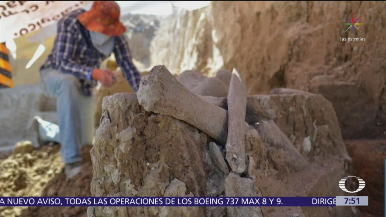 Encuentran restos de otro mamut en Tultepec