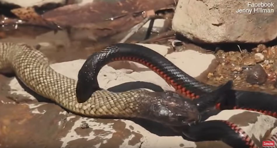 Foto brutal pelea serpientes venenosas