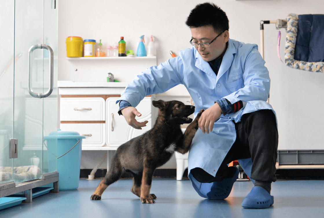 Primer perro policía clonado en China comienza entrenamiento policial