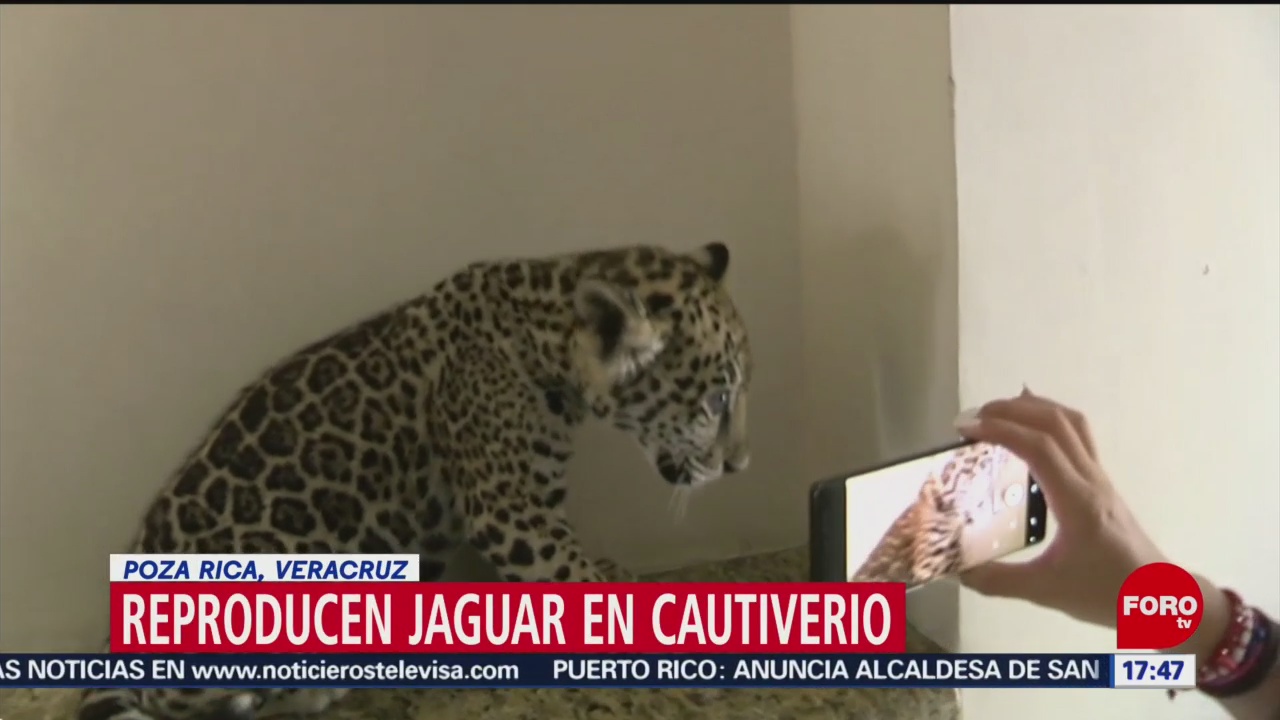 Foto: Especialistas trabajan contra extinción del jaguar, en Veracruz