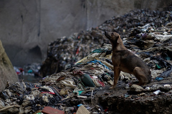 Foto: Un perro sentado en “La Mina”, un basurero en la ciudad de Guatemala, Guatemala. El 5 de septiembre de 2016