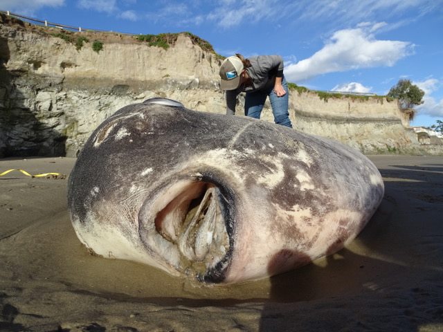 Foto: Un pez luna, de unos 2.15 metros, apreció muerto en una playa de California EEUU, el 27 de febrero del 2019