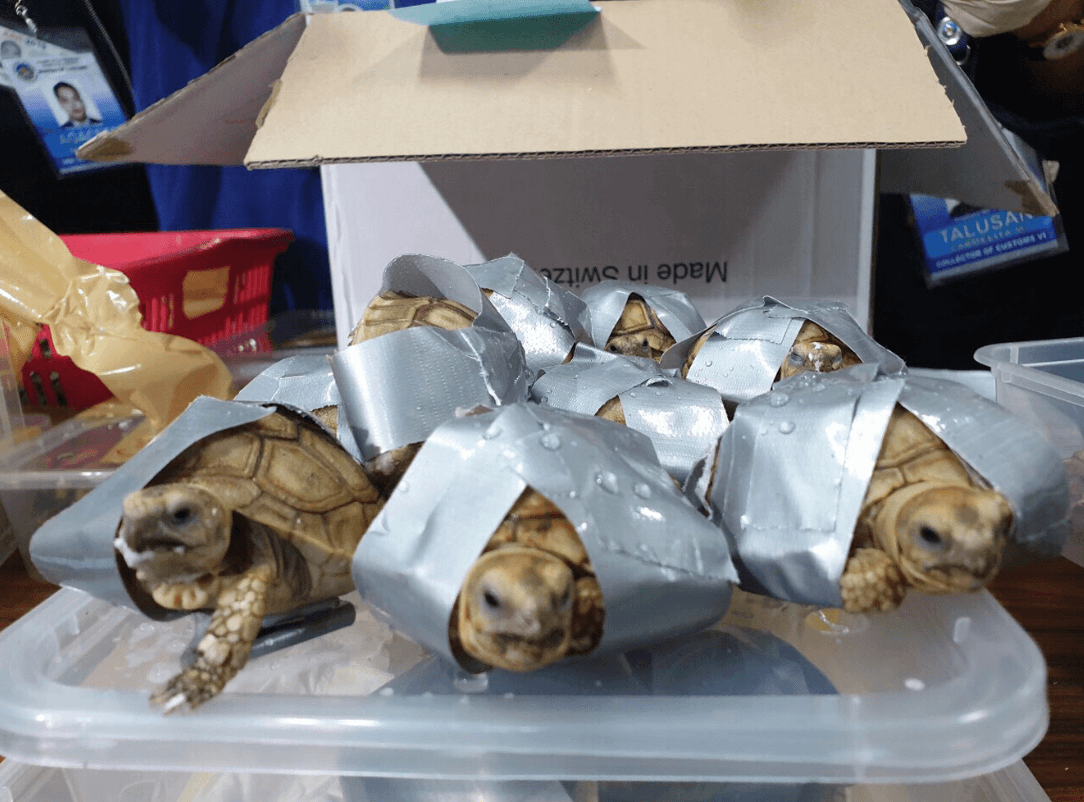 Foto: Tortugas halladas con cinta adhesiva en Manila, 4 de marzo de 2019, Filipinas