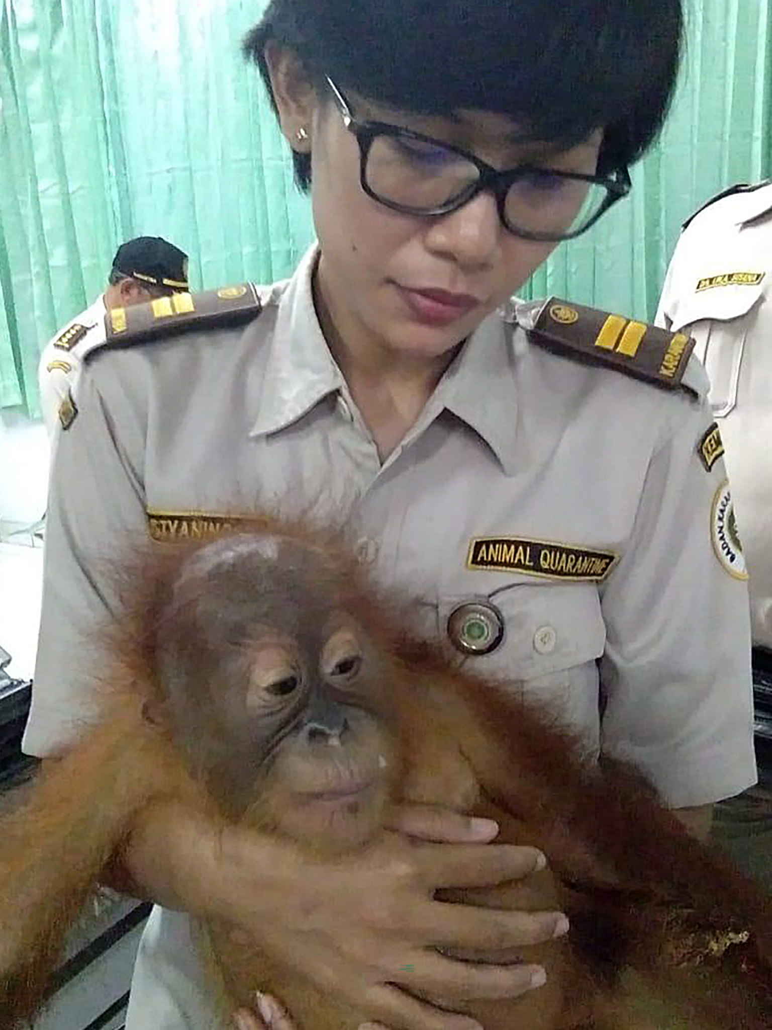 Foto: Agentes de aduanas encontraron a un orangután, de 2 años, sedado en una canasta de ratán, 24 marzo 2019