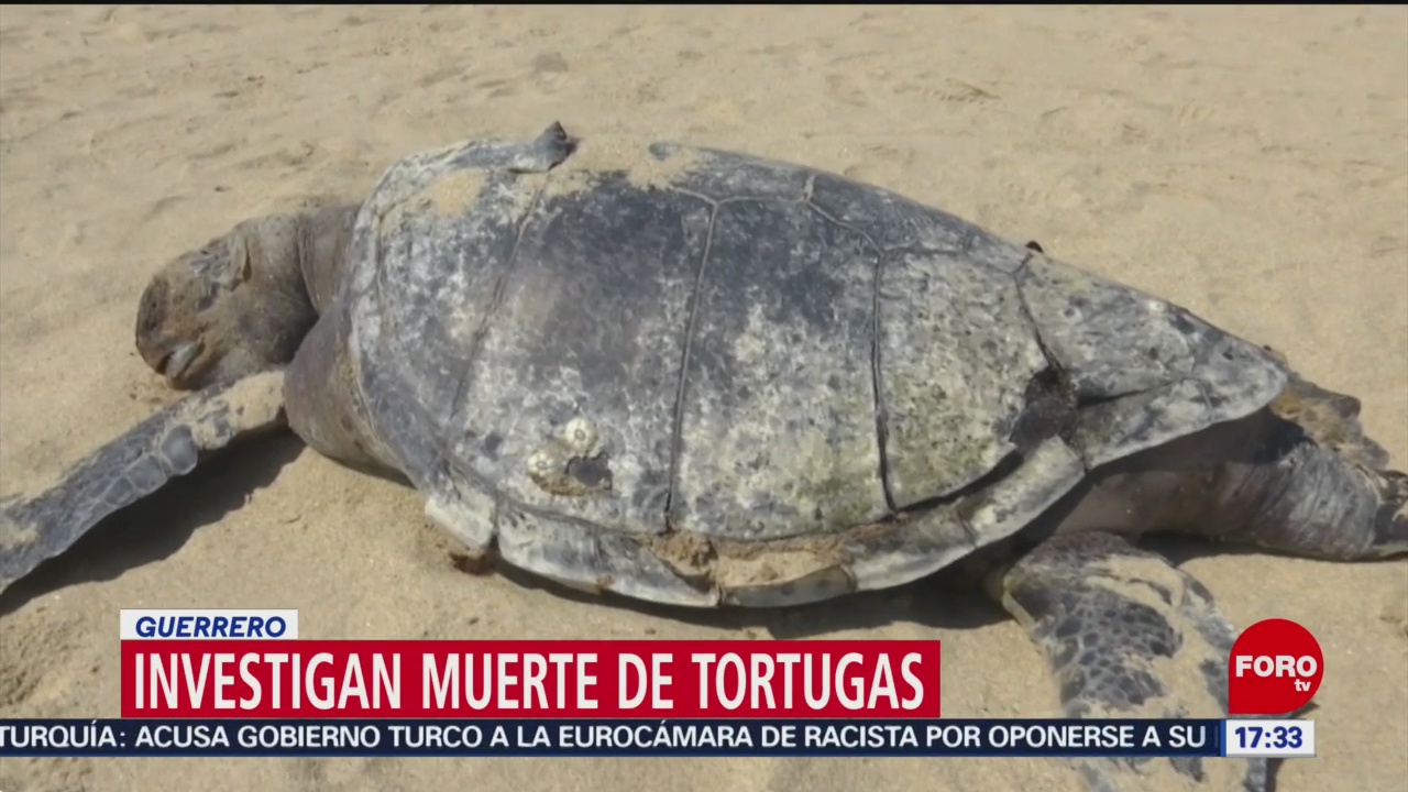 Foto: Investigan muerte de tortugas en Guerrero